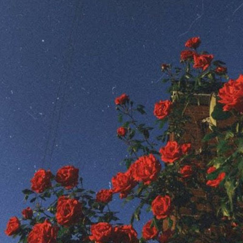 Meet your Posher, Louis